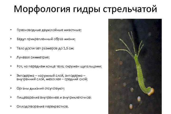 Кракен оф ссылка